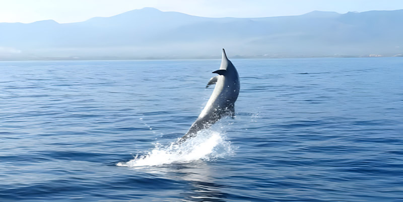 Bali Dolphin Tour